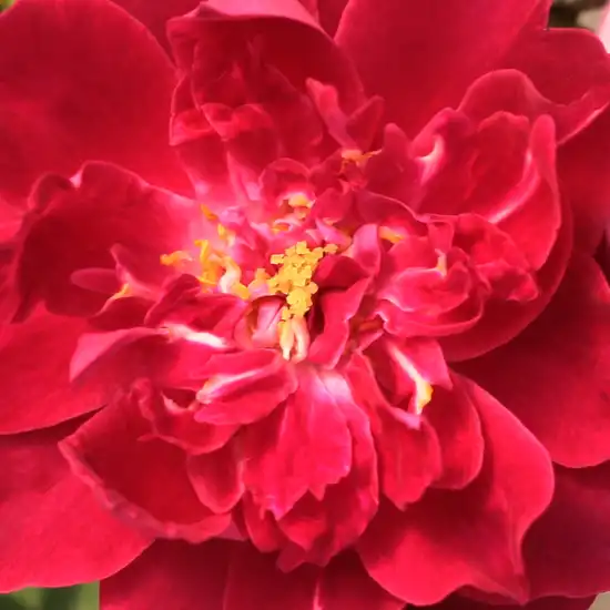 Trandafiri online - Purpuriu - Roșu - trandafir de parc - trandafir cu parfum intens - Rosa Cardinal Hume - Harkness & Co. Ltd - ,-